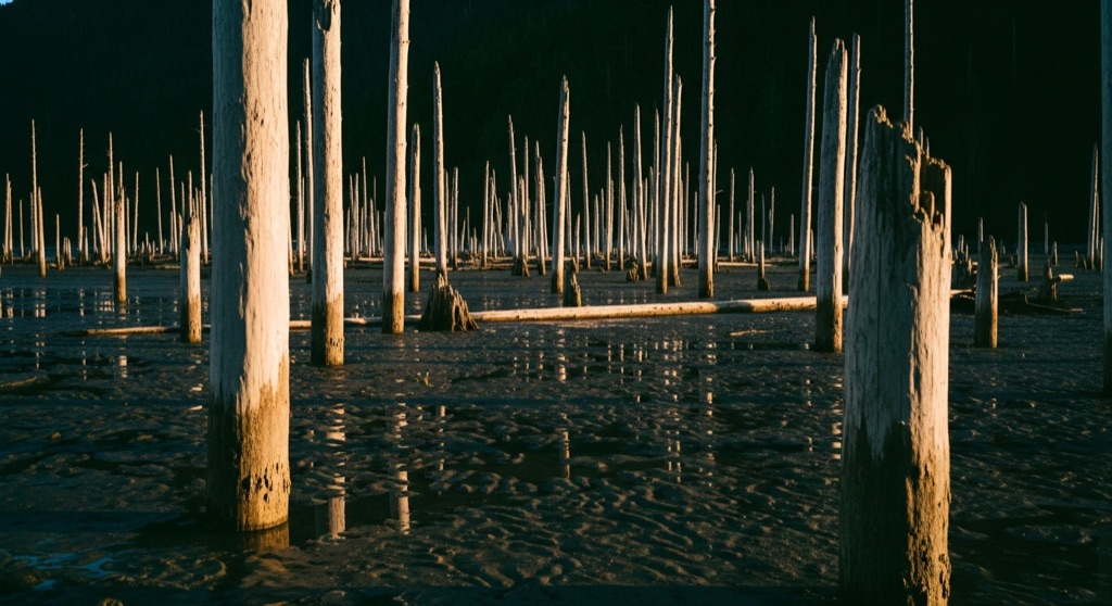Girdwood Ghost Forest