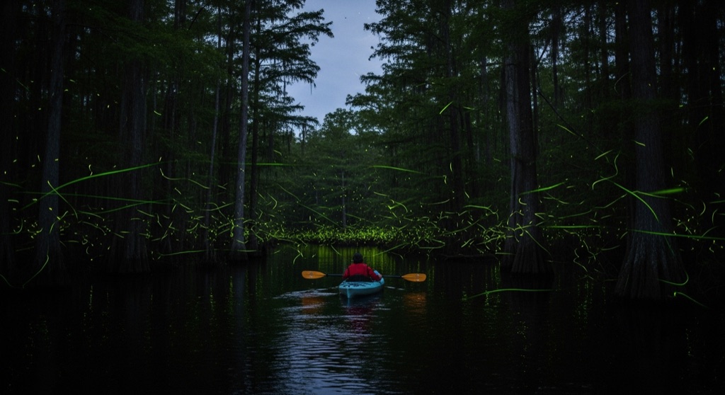 Sunset Blackwater Swamp Paddle & Fireflies (Charleston Kayak Co.)