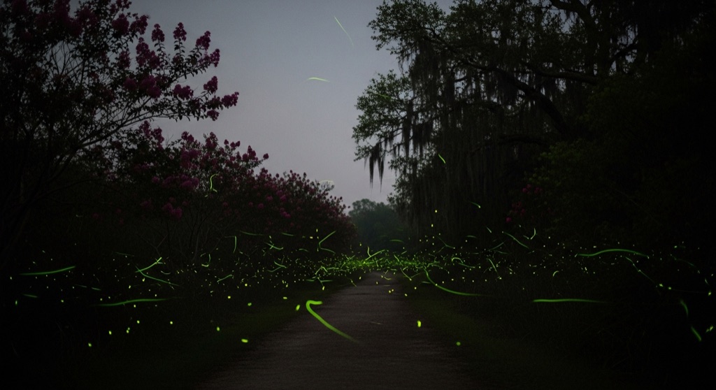 Armand Bayou Nature Center — Firefly Hikes