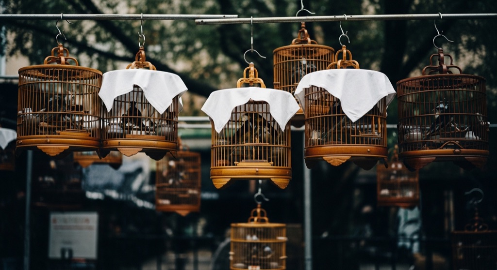 Hua Mei Bird Garden