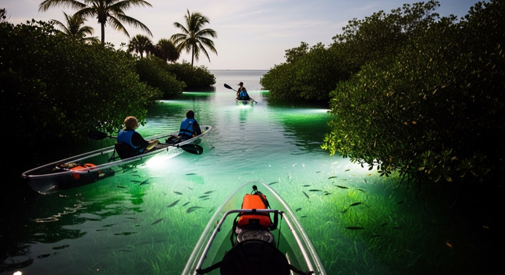 Get Up And Go Kayaking - Shell Key Preserve Glow Tour